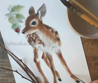 水彩绘画小动物 - 图画吧TUHUABA