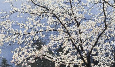 黄有维水彩作品 - 今日头条