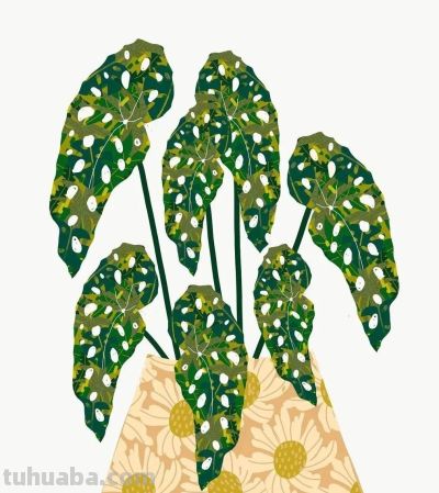 Bailey Schmidt的花卉静物以高饱和的绚丽色彩著称，笔触大胆奔放 - 图画吧TUHUABA