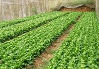 家庭种植短视频数字人美女形象文案 - 图画吧TUHUABA