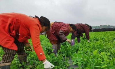 家庭种植短视频数字人美女形象文案 - 图画吧TUHUABA
