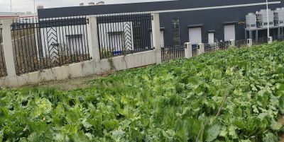 家庭种植短视频数字人美女形象文案 - 图画吧TUHUABA