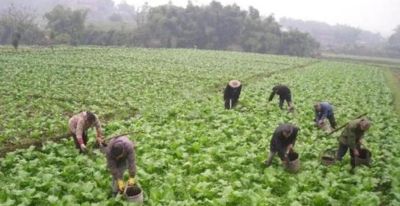 家庭种植短视频数字人美女形象文案 - 图画吧TUHUABA