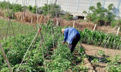 家庭种植短视频数字人美女形象文案 - 图画吧TUHUABA