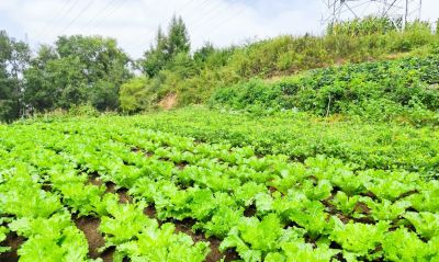 家庭种植+生活养生+育儿 跨领域爆款题材合集 - 图画吧TUHUABA