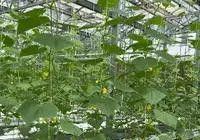 家庭种植+生活养生+育儿 跨领域爆款题材合集 - 图画吧TUHUABA