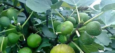 适合家庭栽种的“4种果树”，皮实好养挂果多，果子漂亮美味喜庆 - 今日头条