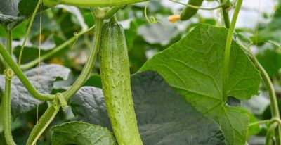 黄瓜种植全攻略：全国通用版，60天收获，爬藤结果旺，家庭菜园 - 今日头条