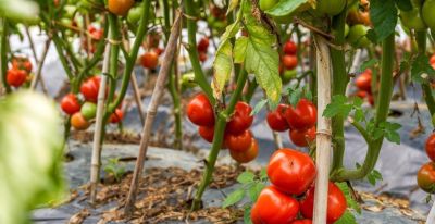 番茄种植全攻略:全国通用,70天收获,酸甜多汁,家庭菜园也高产 - 今日头条 番茄种植全攻略:全国通用,70天收获,酸甜多汁,家庭菜园也高产 - 图画吧TUHUABA