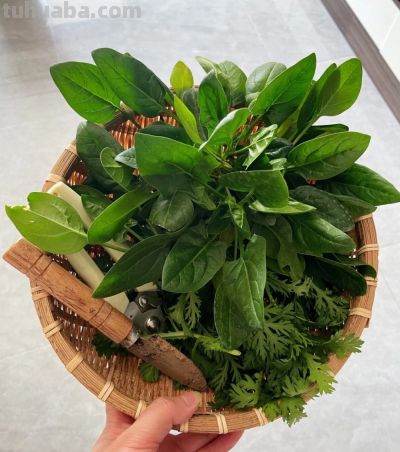 家庭种菜，可以种6种菜，好吃美味营养，还长得特别快特别旺 - 图画吧TUHUABA