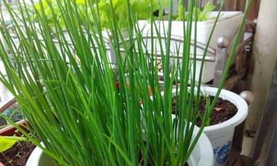 家庭种菜，可以种6种菜，好吃美味营养，还长得特别快特别旺 - 图画吧TUHUABA