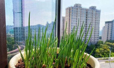 家庭种菜，可以种6种菜，好吃美味营养，还长得特别快特别旺 - 图画吧TUHUABA