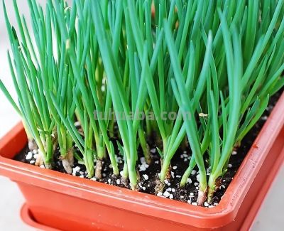 家庭种菜，可以种6种菜，好吃美味营养，还长得特别快特别旺 - 图画吧TUHUABA