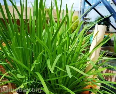 家庭种菜，可以种6种菜，好吃美味营养，还长得特别快特别旺 - 图画吧TUHUABA