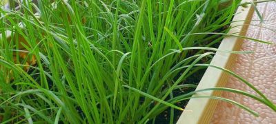 家庭种菜，可以种6种菜，好吃美味营养，还长得特别快特别旺 - 图画吧TUHUABA