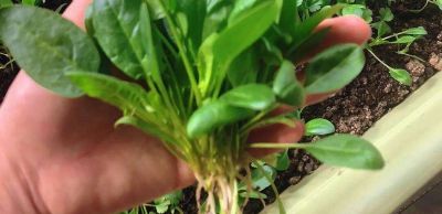 家庭种菜，可以种6种菜，好吃美味营养，还长得特别快特别旺 - 图画吧TUHUABA