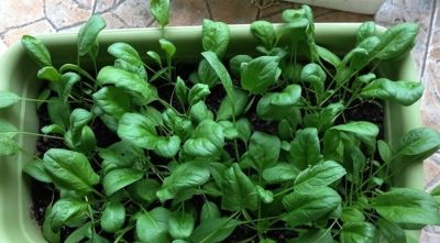 家庭种菜，可以种6种菜，好吃美味营养，还长得特别快特别旺 - 图画吧TUHUABA