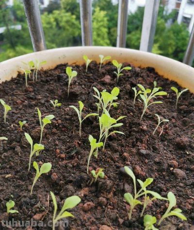 家庭种菜，可以种6种菜，好吃美味营养，还长得特别快特别旺 - 图画吧TUHUABA