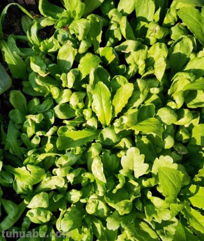 家庭种菜，可以种6种菜，好吃美味营养，还长得特别快特别旺 - 图画吧TUHUABA