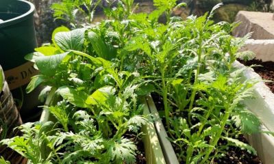 家庭种菜，可以种6种菜，好吃美味营养，还长得特别快特别旺 - 图画吧TUHUABA