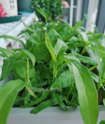 家庭种菜，可以种6种菜，好吃美味营养，还长得特别快特别旺 - 图画吧TUHUABA