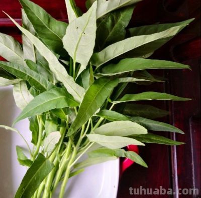 家庭种菜，可以种6种菜，好吃美味营养，还长得特别快特别旺 - 图画吧TUHUABA