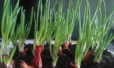 五种蔬菜特别适合家庭种植，冬天也能种，室内室外有土有水就长 - 图画吧TUHUABA