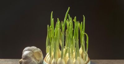 五种蔬菜特别适合家庭种植，冬天也能种，室内室外有土有水就长 - 图画吧TUHUABA