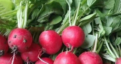 五种蔬菜特别适合家庭种植，冬天也能种，室内室外有土有水就长 - 图画吧TUHUABA