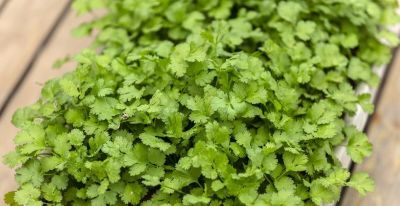 五种蔬菜特别适合家庭种植，冬天也能种，室内室外有土有水就长 - 图画吧TUHUABA