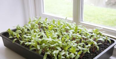 五种蔬菜特别适合家庭种植，冬天也能种，室内室外有土有水就长 - 图画吧TUHUABA