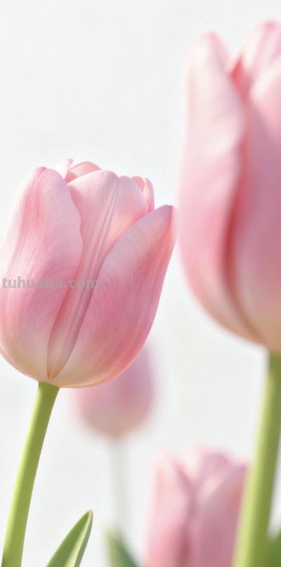 wallpaper｜郁金香花语 - 图画吧TUHUABA