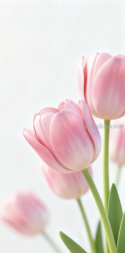 wallpaper｜郁金香花语 - 图画吧TUHUABA