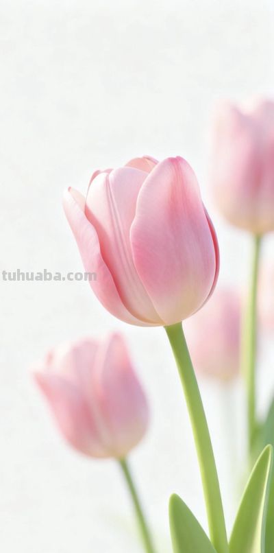 wallpaper｜郁金香花语 - 图画吧TUHUABA