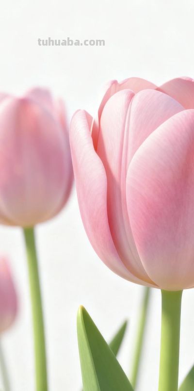 wallpaper｜郁金香花语 - 图画吧TUHUABA