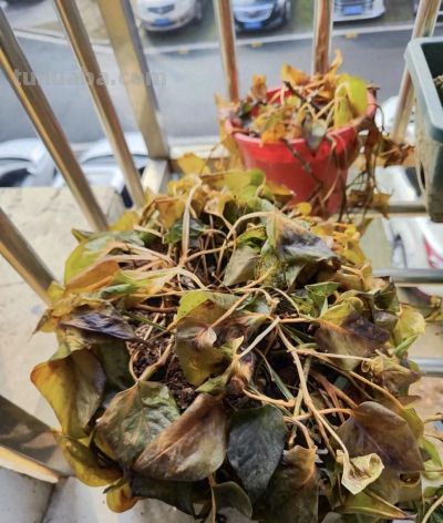 绿萝"死而复生"记：一片叶子也能养出瀑布，想咋养就咋养！ - 图画吧TUHUABA