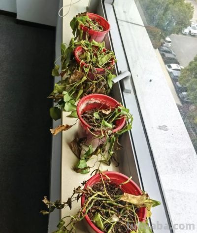 绿萝"死而复生"记：一片叶子也能养出瀑布，想咋养就咋养！ - 图画吧TUHUABA