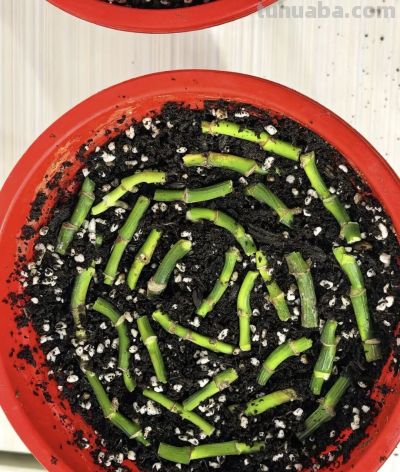 绿萝"死而复生"记：一片叶子也能养出瀑布，想咋养就咋养！ - 图画吧TUHUABA