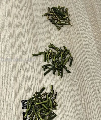 绿萝"死而复生"记：一片叶子也能养出瀑布，想咋养就咋养！ - 图画吧TUHUABA