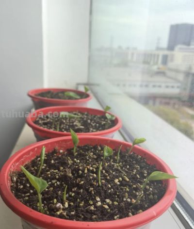 绿萝"死而复生"记：一片叶子也能养出瀑布，想咋养就咋养！ - 图画吧TUHUABA