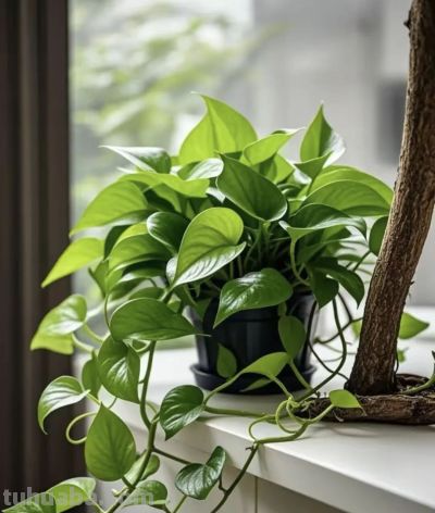 绿萝"死而复生"记：一片叶子也能养出瀑布，想咋养就咋养！ - 图画吧TUHUABA