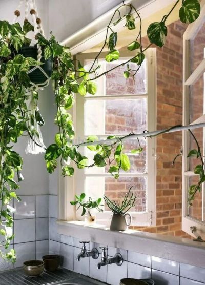 绿萝"死而复生"记：一片叶子也能养出瀑布，想咋养就咋养！ - 图画吧TUHUABA