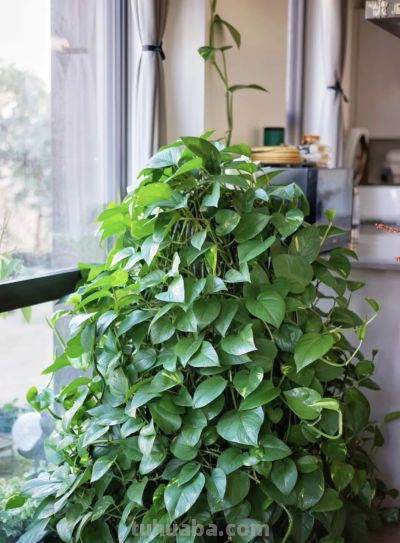 绿萝"死而复生"记：一片叶子也能养出瀑布，想咋养就咋养！ - 图画吧TUHUABA