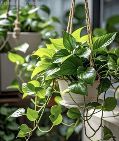 绿萝"死而复生"记：一片叶子也能养出瀑布，想咋养就咋养！ - 图画吧TUHUABA