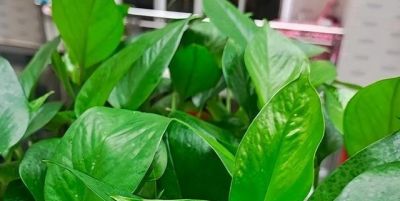 怎么让绿萝的叶子越长越大？施肥有技巧，叶片宽大有光泽 - 图画吧TUHUABA