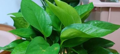 怎么让绿萝的叶子越长越大？施肥有技巧，叶片宽大有光泽 - 图画吧TUHUABA