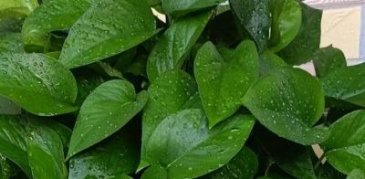 怎么让绿萝的叶子越长越大？施肥有技巧，叶片宽大有光泽 - 图画吧TUHUABA