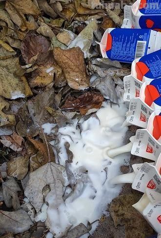 这4个“零成本”技巧，30天让绿萝爆盆、月季开花、多肉胖成球 - 今日头条