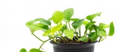 老话说“一颗绿萝七个鬼”，家里不要养，不吉利，有什么依据吗？ - 今日头条