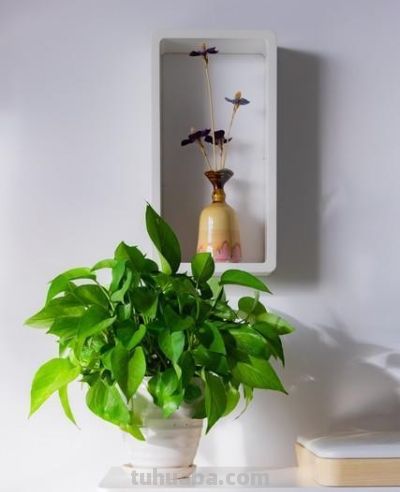 把客厅的“绿萝”丢了！学聪明人这样养，好看又优雅 - 今日头条